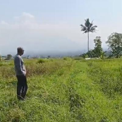 Wabah Tikus Picu Gagal Panen Massal di Garut